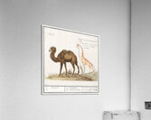 Anemone flower in vintage style Acrylic Print