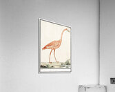 Flamingo in vintage style Acrylic Print