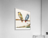 Parrots in vintage style Acrylic Print