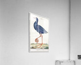 Swamphen in vintage style Acrylic Print