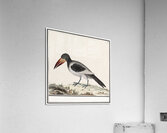 Unknown bird in vintage style Acrylic Print