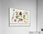 Nature ensemble in vintage style Acrylic Print