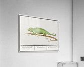 Chameleon in vintage style Acrylic Print