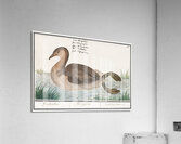 Little grebe in vintage style Acrylic Print