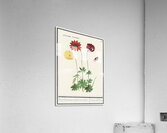 Anemone in vintage flower Acrylic Print