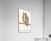 Long eared owl in vintage style Acrylic Print