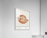 Sea shell in vintage style Acrylic Print