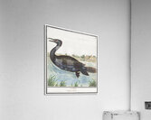 Cormorant in vintage style Acrylic Print