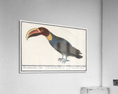 Redshank in vintage style Acrylic Print