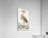 Purple heron in vintage style Acrylic Print