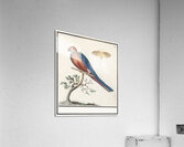 Blue and gold macaw in vintage style Acrylic Print