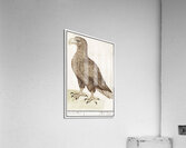 White-tailed eagle in vintage style Acrylic Print