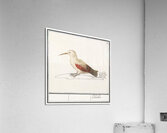 Wallcreeper in vintage style Acrylic Print