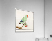 Wallcreeper in vintage style Acrylic Print