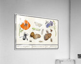 Wallcreeper in vintage style Acrylic Print