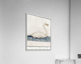 Wild swan in vintage style Acrylic Print