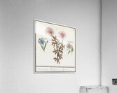 Bachelors button and morning glory Acrylic Print