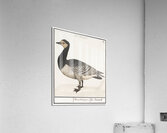 Domestic goose in vintage style Impression acrylique