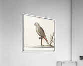 Parrot in vintage style Acrylic Print