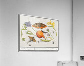 Nature ensemble in vintage style Acrylic Print