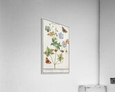 Storksbills and butterflies Acrylic Print