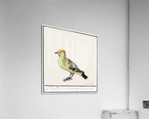 Bohemian waxwing in vintage style Acrylic Print