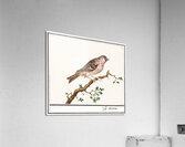 Redpoll in vintage style Acrylic Print