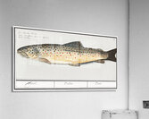 Trout in vintage style Acrylic Print