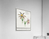 Pasque flower in vintage style Acrylic Print