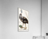 Cassowary vintage style Acrylic Print