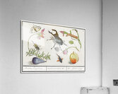 Nature ensemble in vintage style Acrylic Print