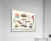 Nature ensemble in vintage style Impression acrylique