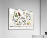 Nature ensemble in vintage style Acrylic Print