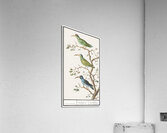 Sunbirds in vintage style Acrylic Print