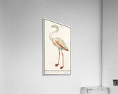 Flamingo in vintage style Acrylic Print