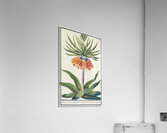 Kaisers crown in vintage style Acrylic Print