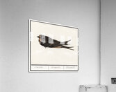Barn swallow in vintage style Acrylic Print
