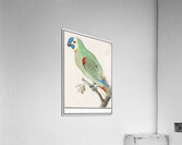 Turquoise-fronted amazon in vintage style Acrylic Print