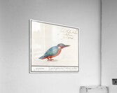 Kingfisher in vintage style Acrylic Print