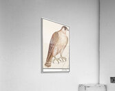 Saker falcon in vintage style Acrylic Print