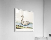 Swan in vintage style Acrylic Print