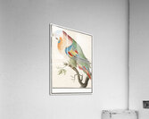 Swan in vintage style Acrylic Print