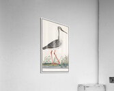 Redshank in vintage style Acrylic Print