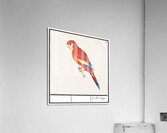 Houting in vintage style Acrylic Print