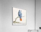 Grey parrot in vintage style Acrylic Print