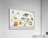 Grey parrot in vintage style Acrylic Print