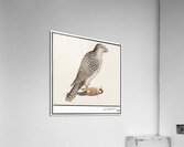 Gyrfalcon in vintage style Acrylic Print