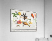 Nature ensemble in vintage style Acrylic Print