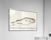 Cod in vintage style Acrylic Print