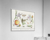 Nature ensemble in vintage style Acrylic Print